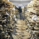Illustration for article titled U.S. to Implement Near-Total Ban on Ivory Trade